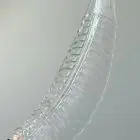Murano Chandelier Felci Transparent Cherry Vintage Interior-3
